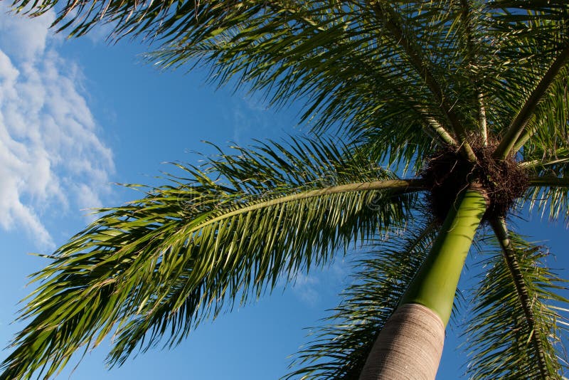 Palm Tree in Dominican Republic Stock Image Image of tree, nature