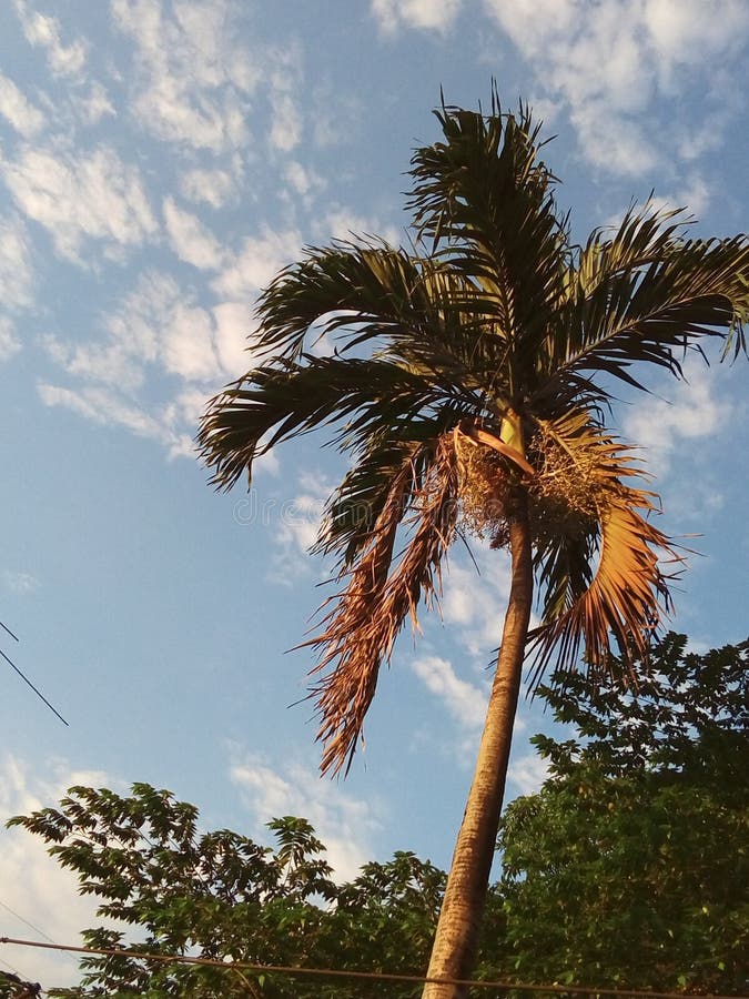 Palm Tree with Dried Up Leaves Stock Image Image of dried, famine