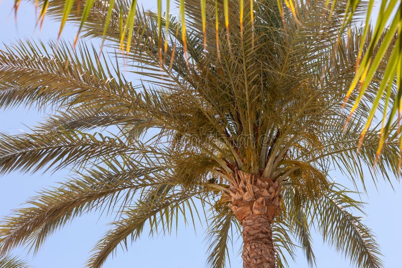 Palm tree in Egypt stock image. Image of healthy, landscape 53987577