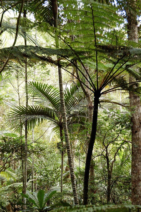 Palm tree and fern forest