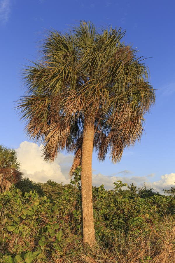 Palm tree in Florida stock photo. Image of fort, palm 64642492