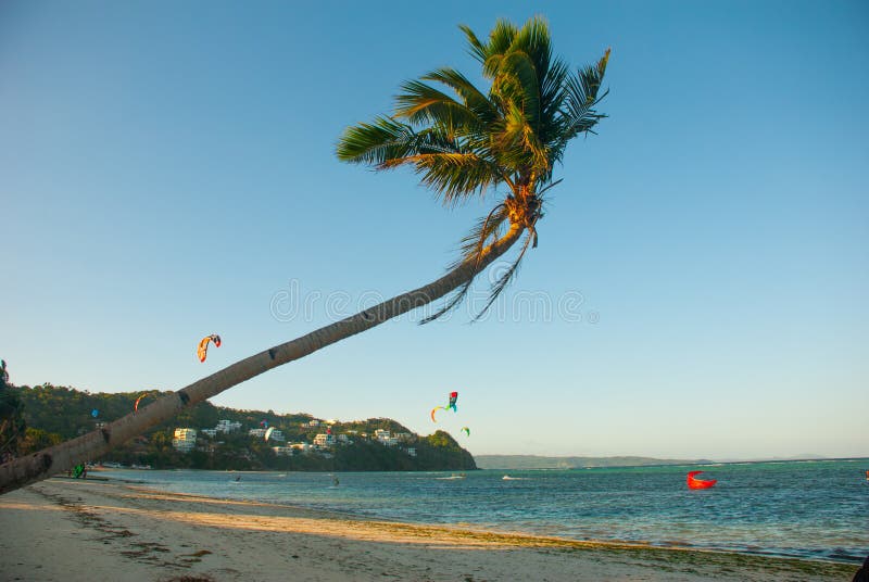 Palm tree flutters in the wind. Kitesurfing. Evening landscape of a small island and the sea. Boracay, Philippines.