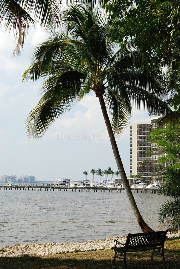 Palm Tree in Fort Myers, Florida Stock Image Image of rises, fishing