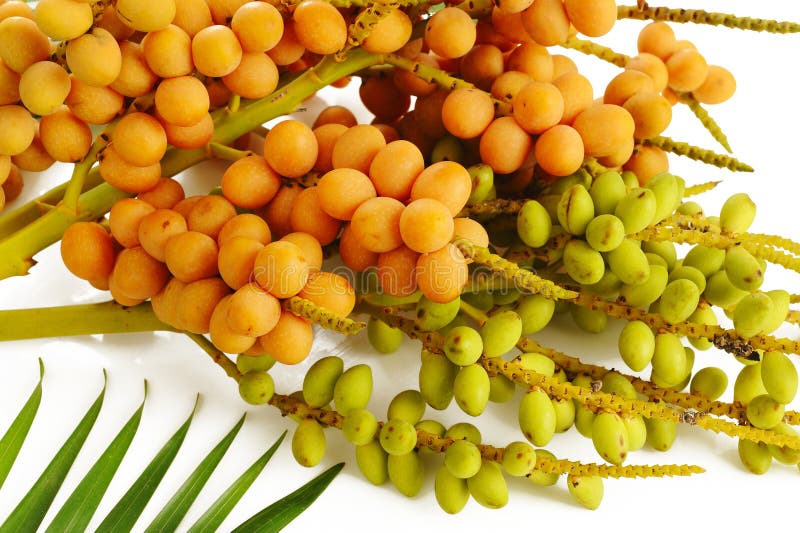 Small Palm Orange Fruits Stock Photos Download 89 Royalty Free