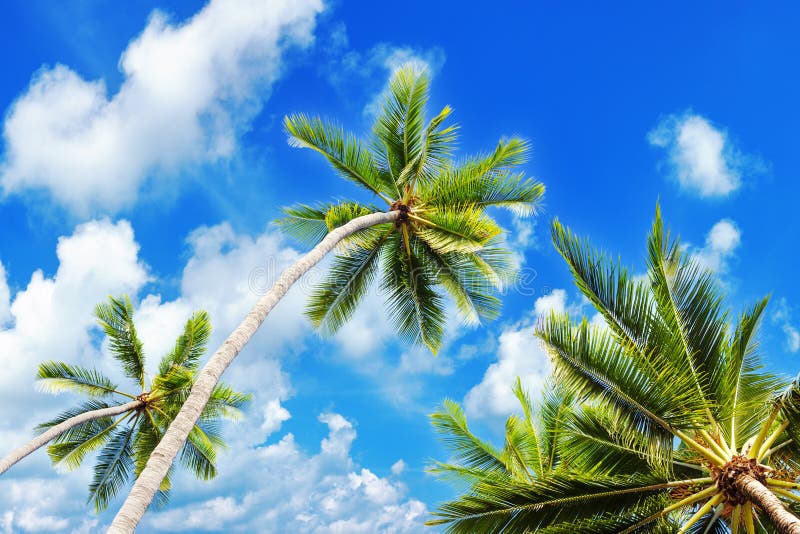 Palm tree green branches, sun blue sky white cloud background, coconut palms leaves, tropical sea island beach, ocean