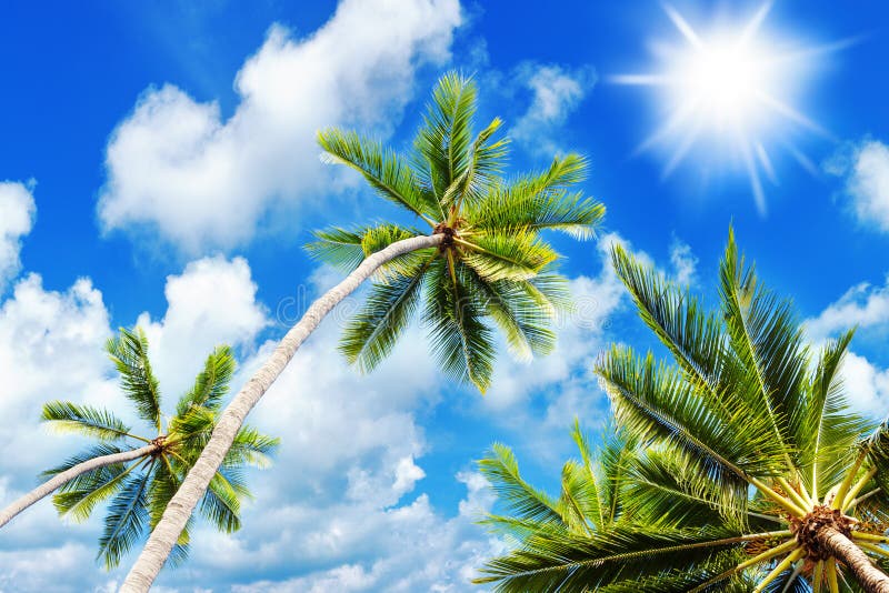 Palm tree green branches, sun blue sky white cloud background, coconut palms leaves, tropical sea island beach, ocean