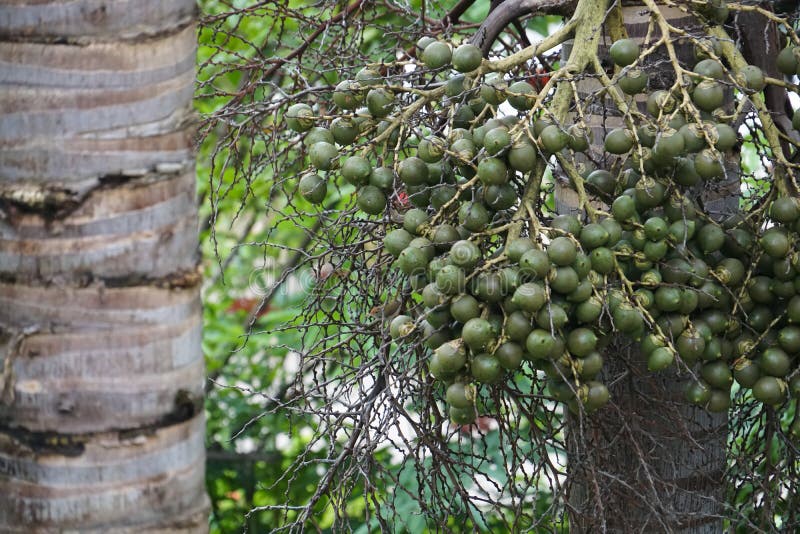 Palm Tree Green Seed Berries Stock Image Image of queen, palm 119795849
