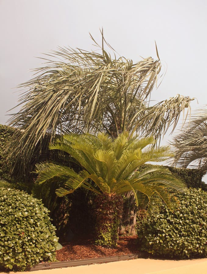 Palm tree stock image. Image of blue, coast, sand, tree 96983757