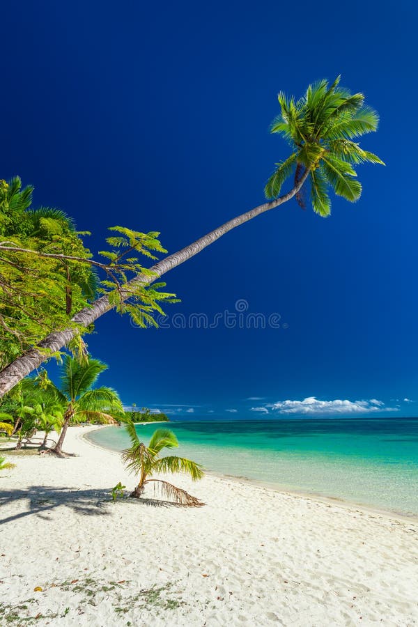 Palm Tree Hanging Over Beach on Mamanuca Fiji Islands Stock Image ...