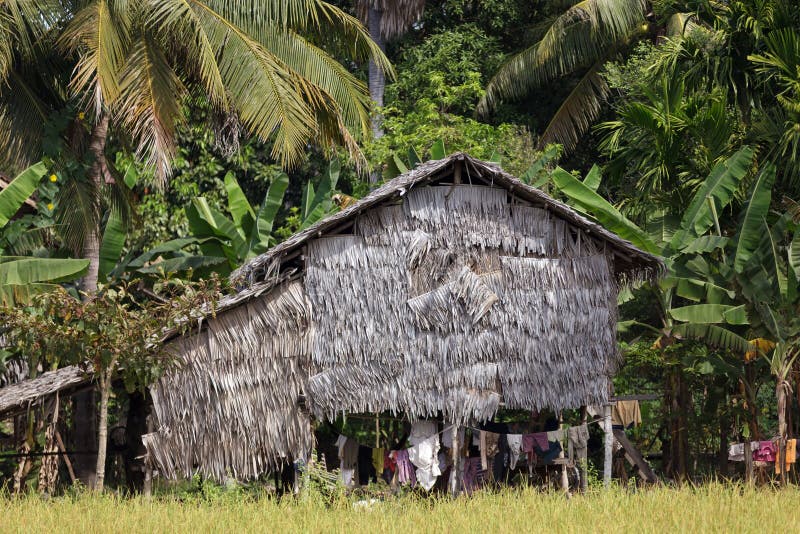 Palm tree house stock photo. Image of farm, reap, house 31270648