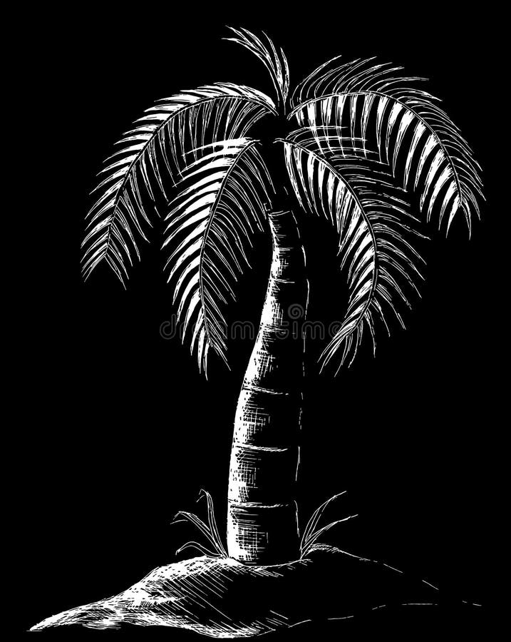 This is a line drawing Illustration of a palm tree on a black background done in a scratch board type of way. This is a line drawing Illustration of a palm tree on a black background done in a scratch board type of way.
