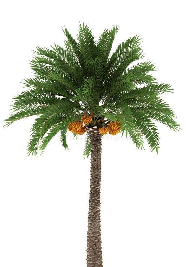 Palm tree isolated on white background stock illustration