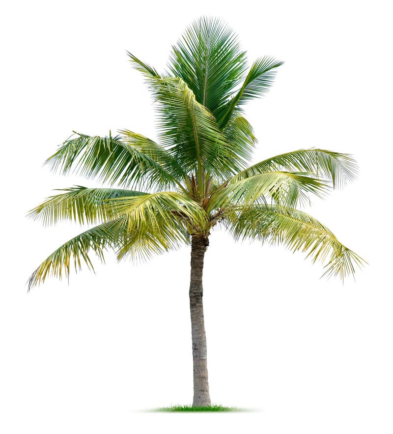 Palm Tree bedroom stock image. Image of tree, hand, decorator 4252151