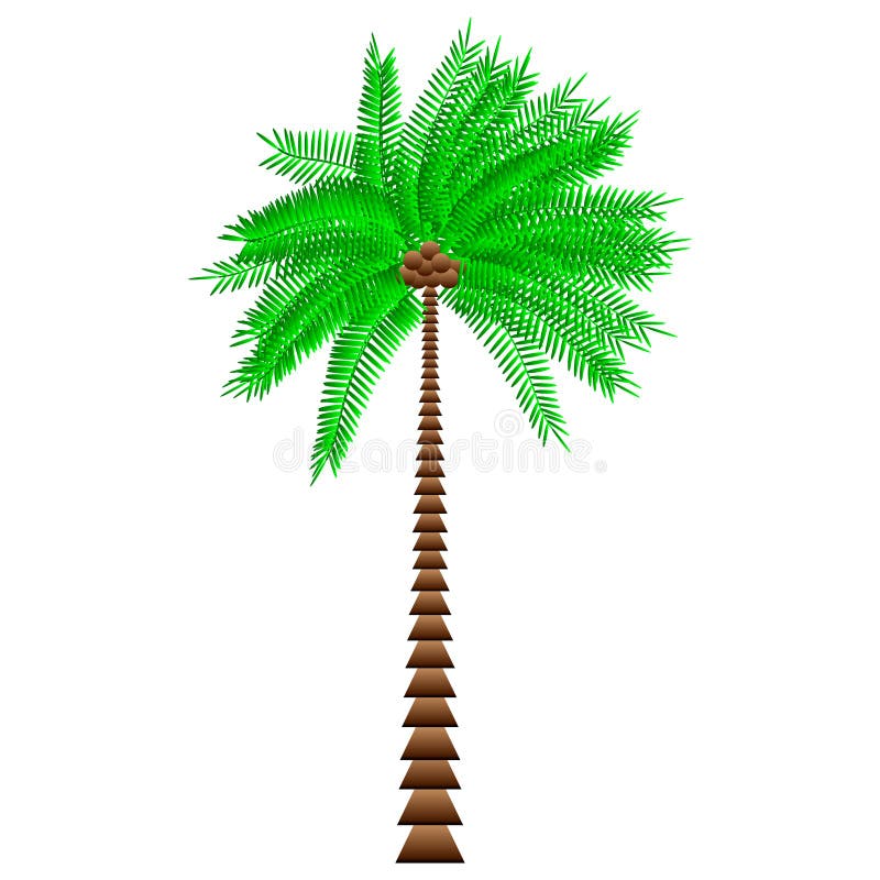 Palm tree vector illustration