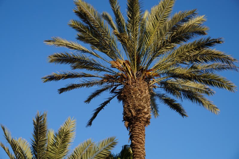 Palm tree in jerusalem the capital of israel