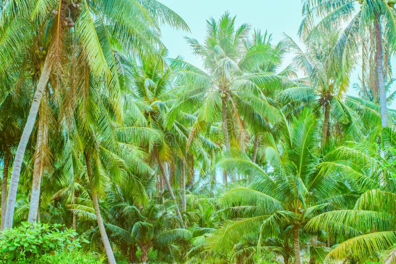 Palm tree jungle stock images Palm tree jungle stock images