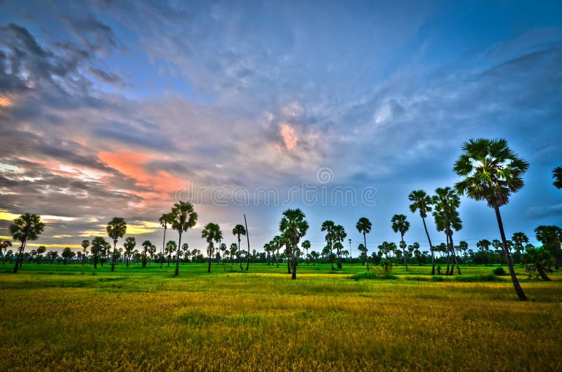 Palm tree landscape