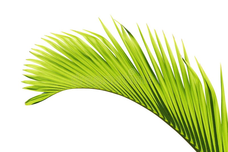 Palm tree leaf stock image Palm tree leaf stock image