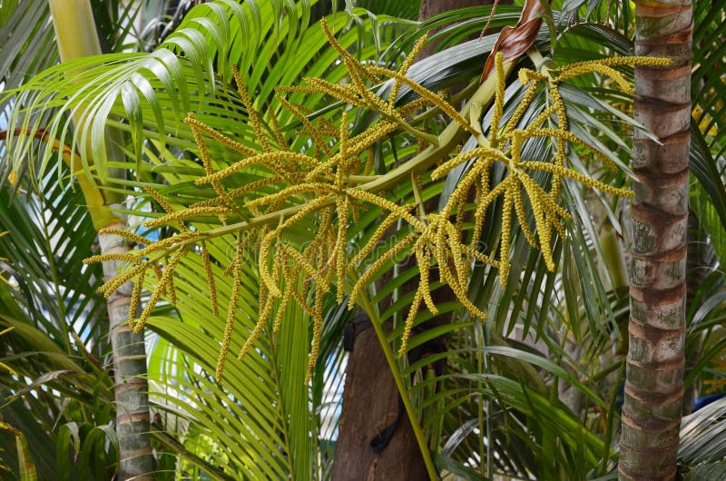 Leaf of palm tree stock image. Image of paradise, climate 12718575