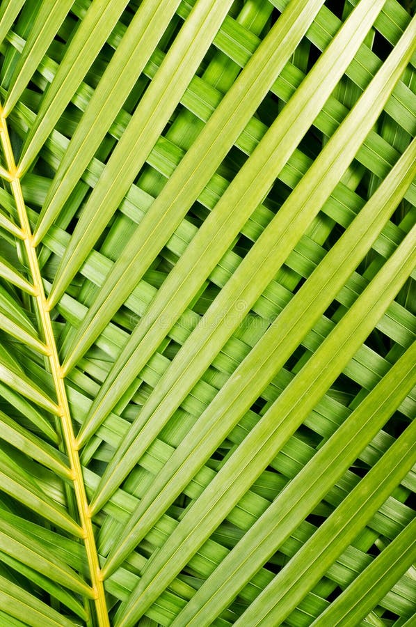 Parlor Palm stock photo. Image of palm, plant, houseplant 3512382