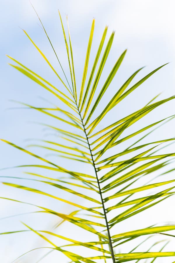 Palm Tree Leaves with Neutral Background