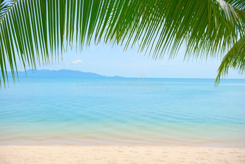 Palm Tree Leaves Over Luxury Beach Stock Image Image of beauty, cliff