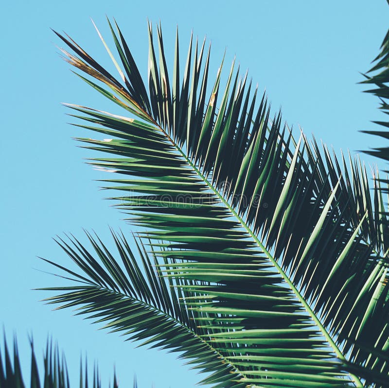 Palm tree leaves stock photo. Image of palm, texture - 141014868