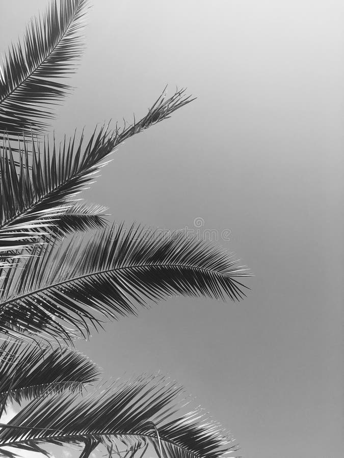 Palm Tree Leaves and the Sky, Summer Travel and Tropical Nature ...