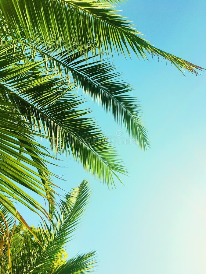 Palm Tree Leaves and the Sky, Summertime Travel Background Stock Photo ...