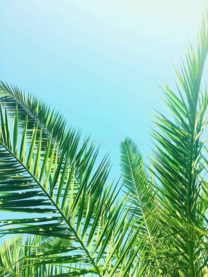 Palm Tree Leaves and the Sky, Summertime Travel Background Stock Photo ...