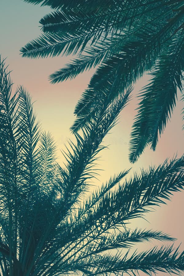 Palm Tree Leaves, Vertical Background Stock Photo - Image of branch ...