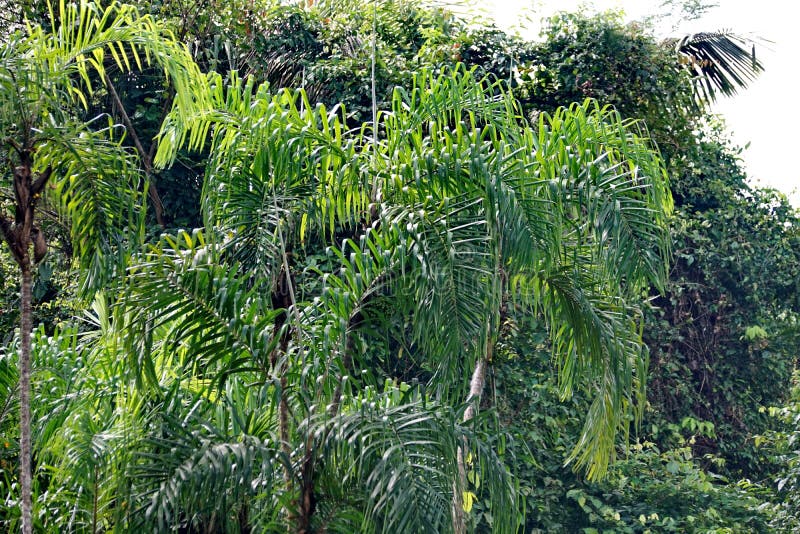 Vegetation in the Amazon Basin Stock Image - Image of south, jungle