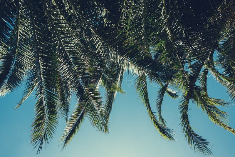 Palm tree lush leafs stock photos