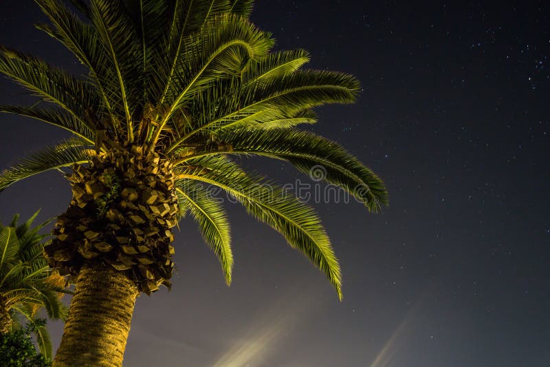 Palm tree in the night stock image. Image of beach, greece 99910291