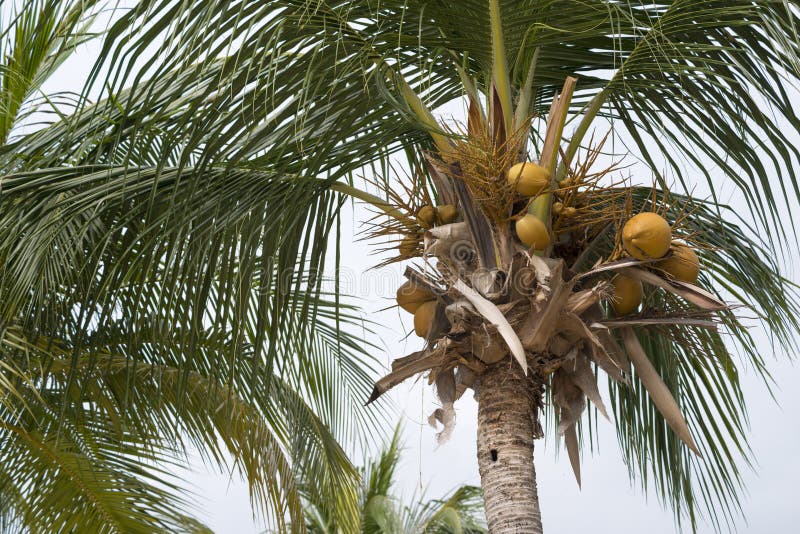 2,891 Palm Tree Nuts Stock Photos Free & RoyaltyFree Stock Photos