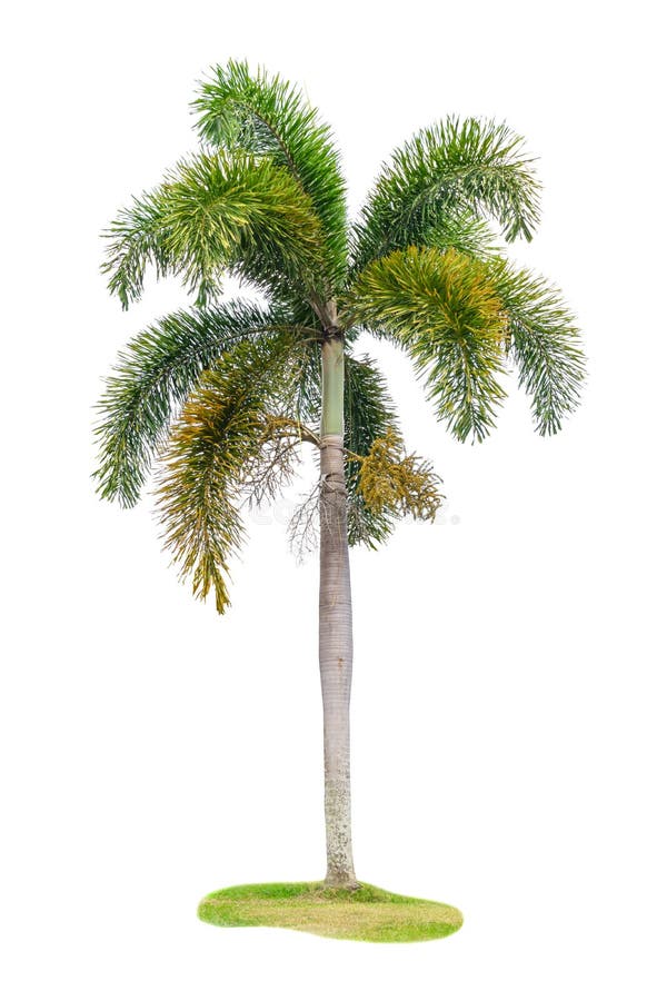 Palm Tree Ornamental Plants Beautiful on White Background Stock Image