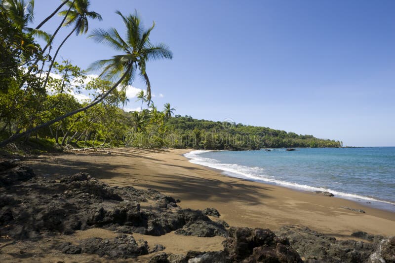 Palm tree over Beach