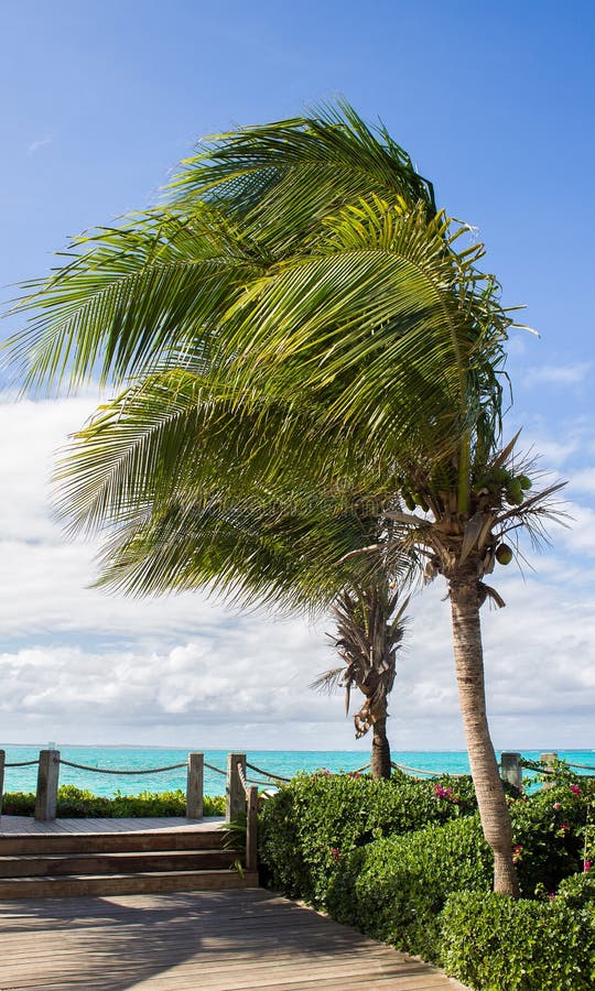113 Overhanging Palm Tree Stock Photos Free & RoyaltyFree Stock