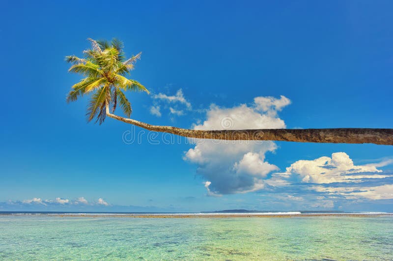 Palm Tree Overhanging a Tropical Beach Stock Photo Image of serene
