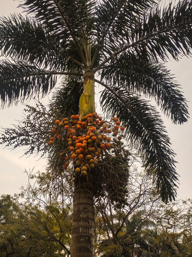 Palm-tree, palm leaf, trees, skyline, areca palm, betal nuts royalty free stock photos Palm-tree, palm leaf, trees, skyline, areca palm, betal nuts royalty free stock photos