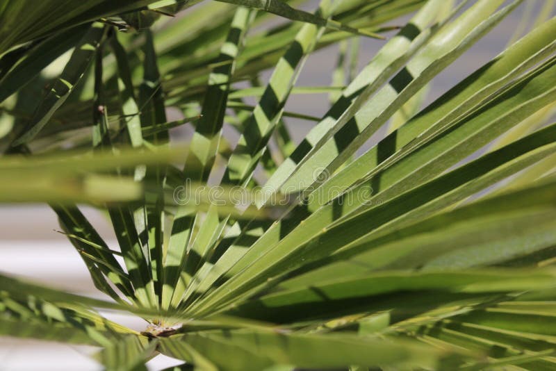 Palm tree palms shade stock image. Image of macro, focus 152970173