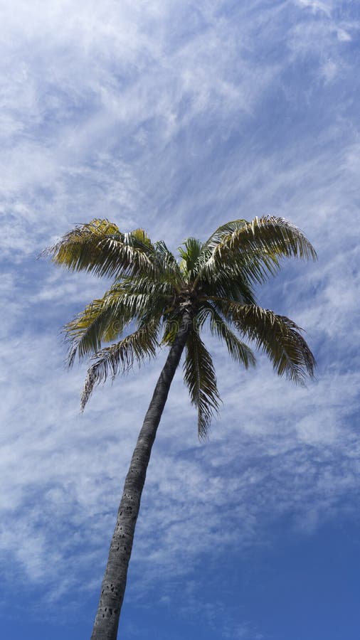 Palm Tree, Palmtree Palm Beach, Florida. Stock Image Image of tree