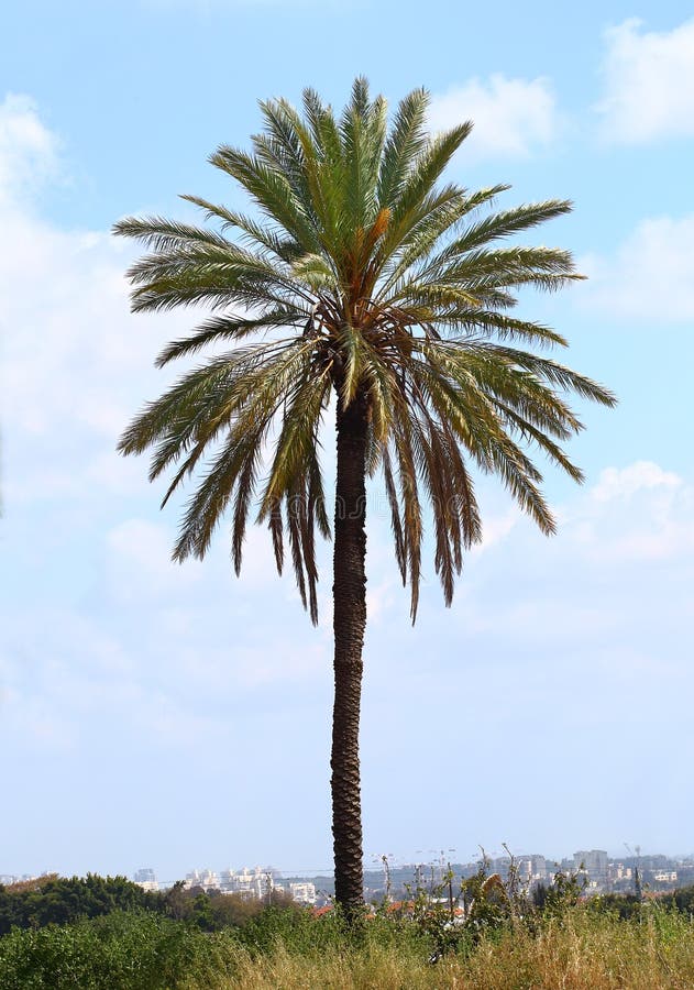 Palm Tree, Phoenix Canariensis Stock Photo Image of agriculture
