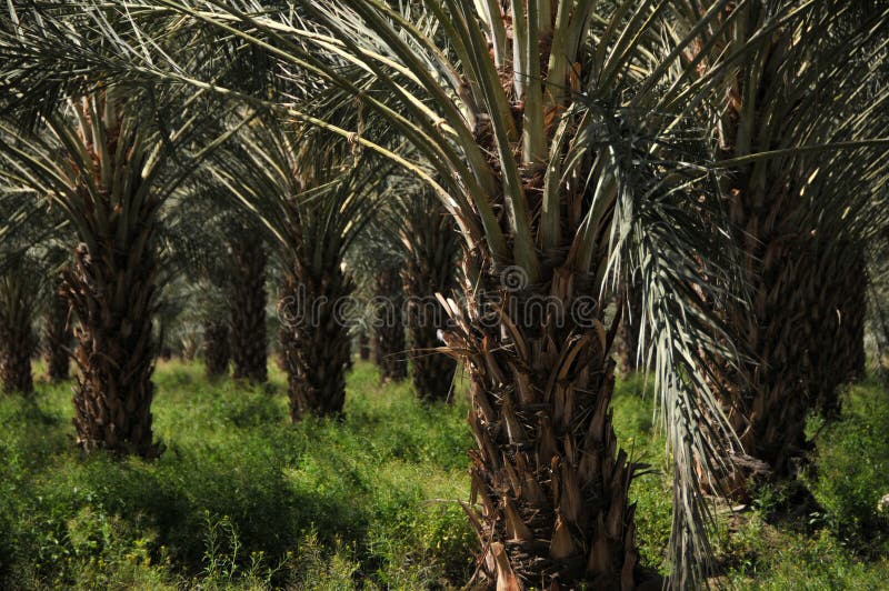 Palm tree plantation