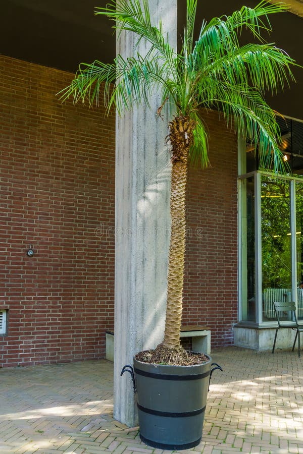 Palm Tree In A Planter, Popular Home And Garden Decorative Plants Stock