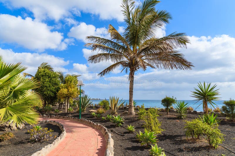 Palm tree on Playa Blanca coastal promenade