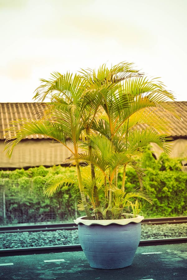 2,750 Potted Palm Tree Photos Free & RoyaltyFree Stock Photos from