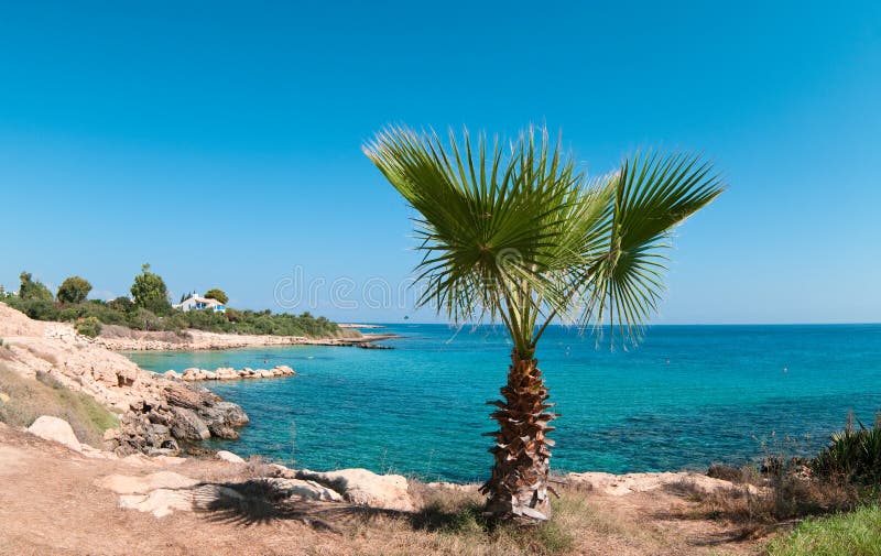 Palm tree on the rocky shore