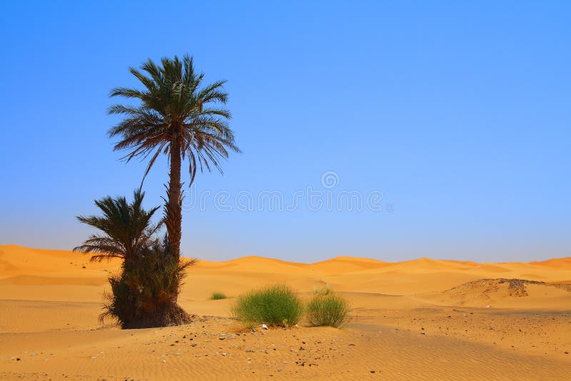 Palm tree on Sahara desert