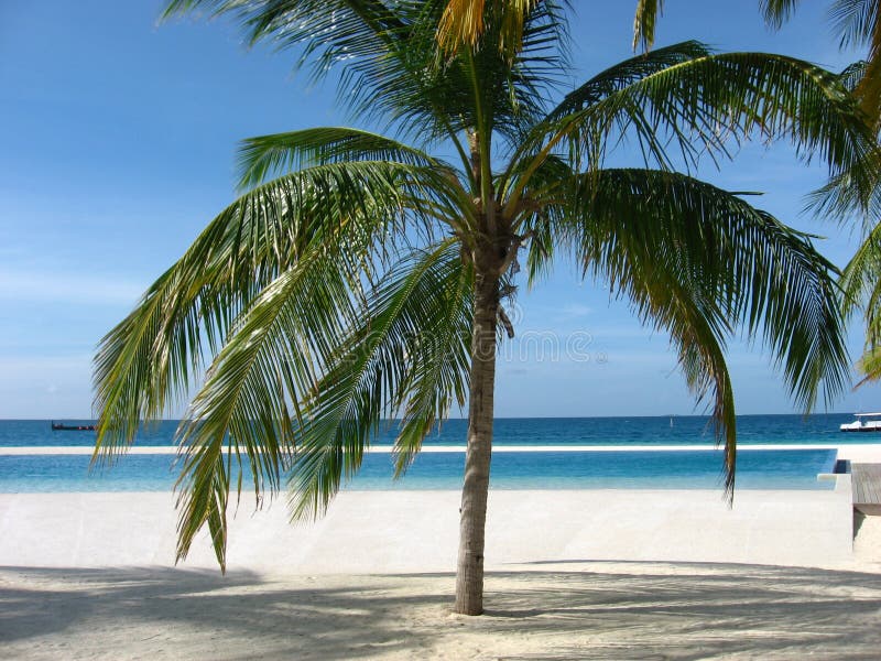 Palm tree on sand.